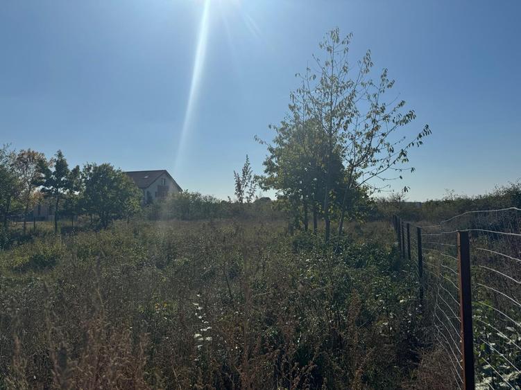 Teren Interesant Mogosoaia - 3