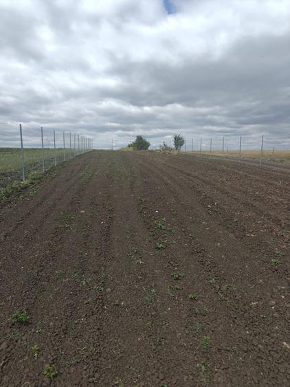 Teren extravilan Sura Mica 800m2 - 1