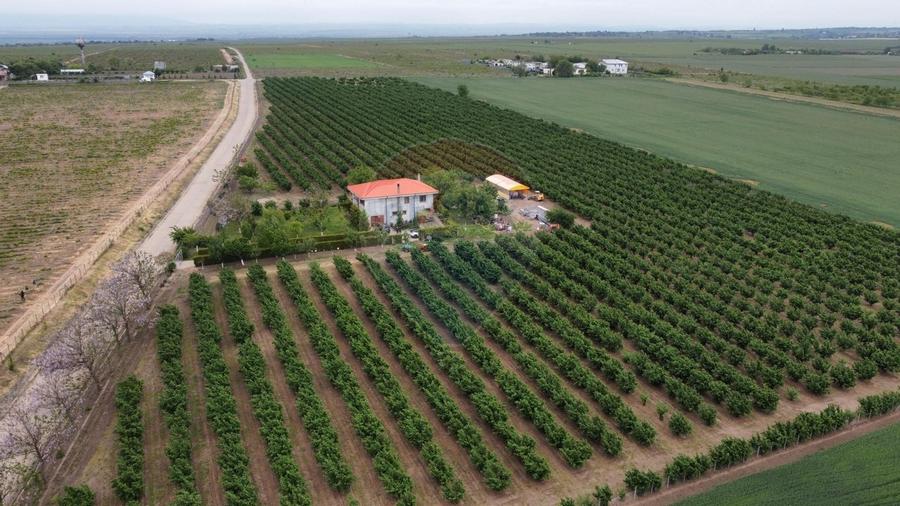 Casa - plantatie aluni  41300mp - 1