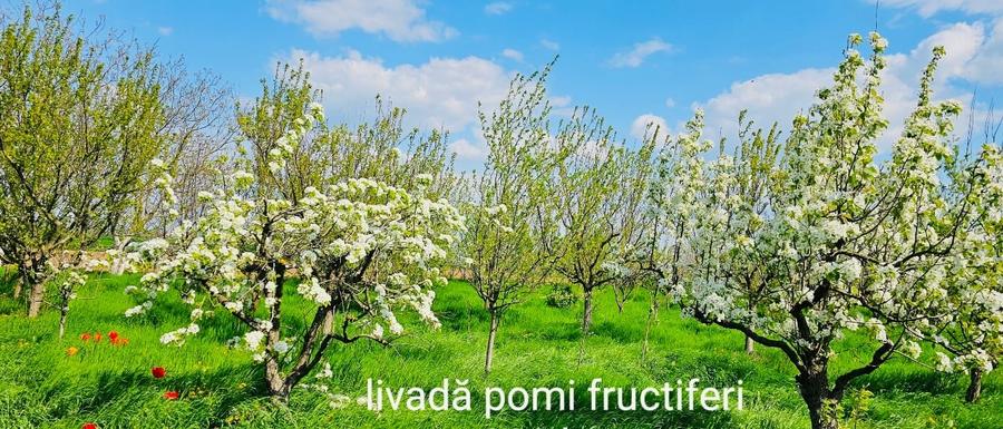 Casă și teren intravilan pentru investiții - 5