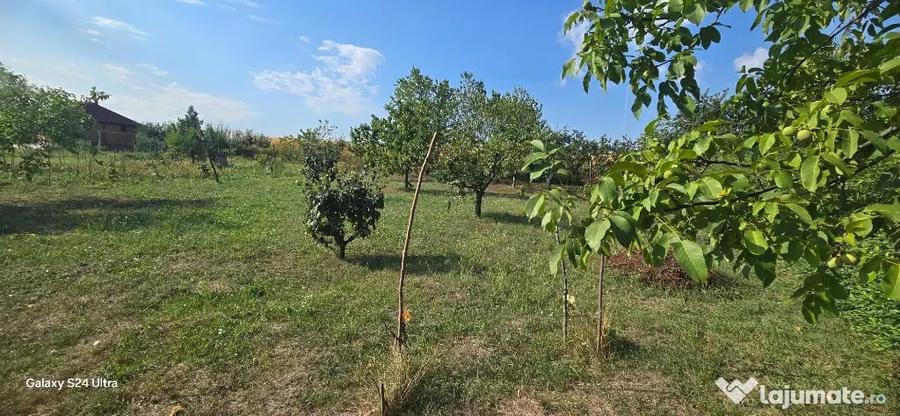Teren in suprafata de 2400 mp cu cabanuta - 6