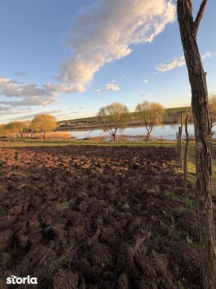 Teren de vanzare Walter Maracineanu Comuna Iepuresti judet Giurgiu - 6
