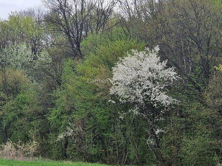 Teren unic prin locatie si priveliste, cu hotar la padurea din Izvorani