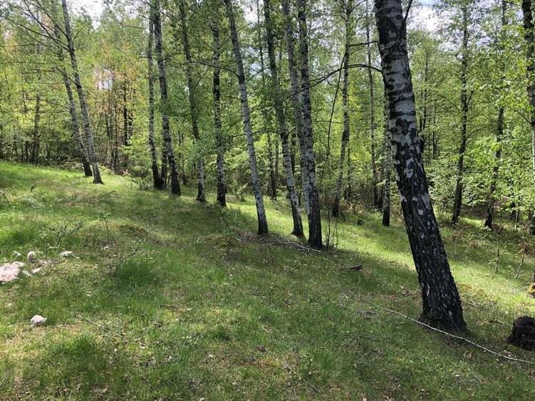 Teren Zona Turistica Transalpina - Pestera Muierilor 9.746 mp - 7