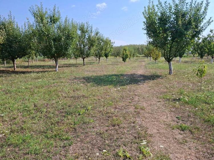 Casa cu lac in comuna Acas jud Saru Mare - 10