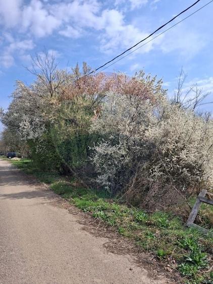 Teren 1,439mp Santaul Mare / Strada principala - 3