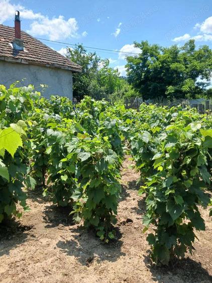 Casa batraneasca de vanzare - 2