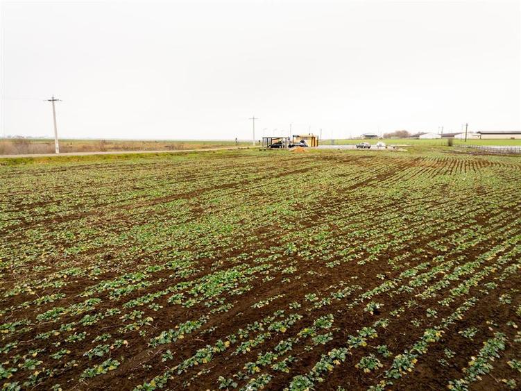 RECO . Teren extravilan  5000mp  , 110ml front . - 8