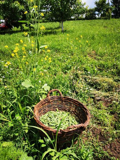 Com. Ileana, 4000 mp. teren intravilan si casa de vacanta cu deschidere la Balta - 14