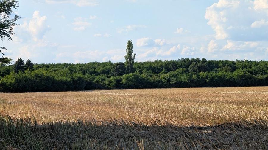 Teren intravilan 2000 mp Buftea langa padure puz cartier case vecin - 2