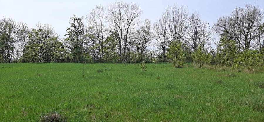 Teren intravilan in Zaicesti zona Conacului cu latura de padure - 3