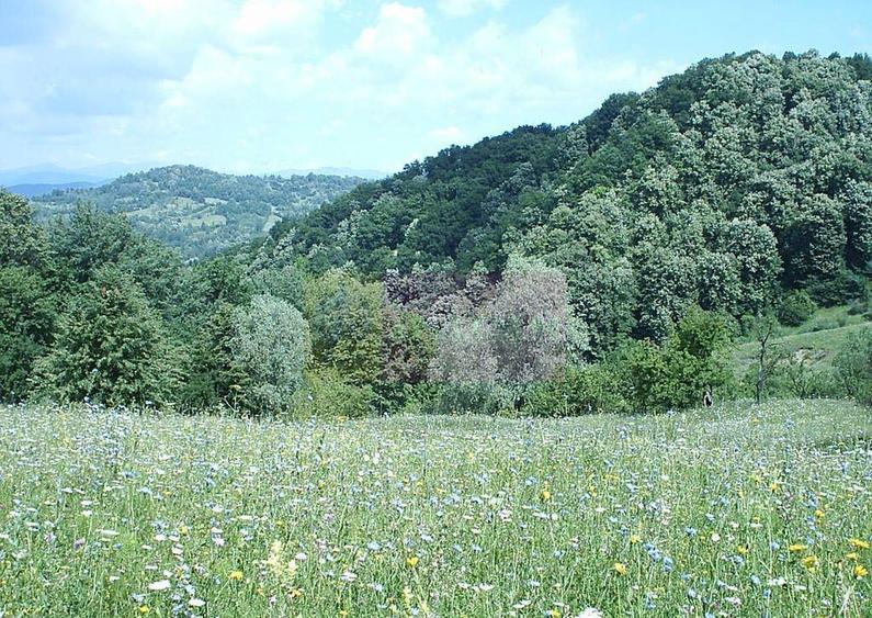 Teren intravilan de vanzare in Telega - 4