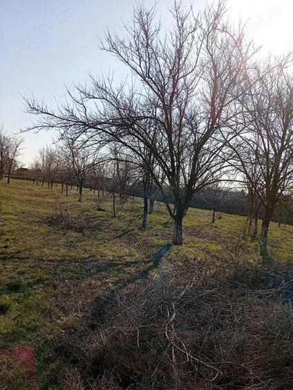 Casa ungaria Magyardombegyhaza - 5