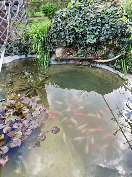 Casa de vanzare la Insula Mures (Zona 3 Insule), Arad - 1