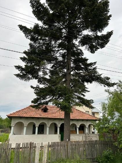 Vand casa la 20 min de București si 15 min de Ploiesti - 8