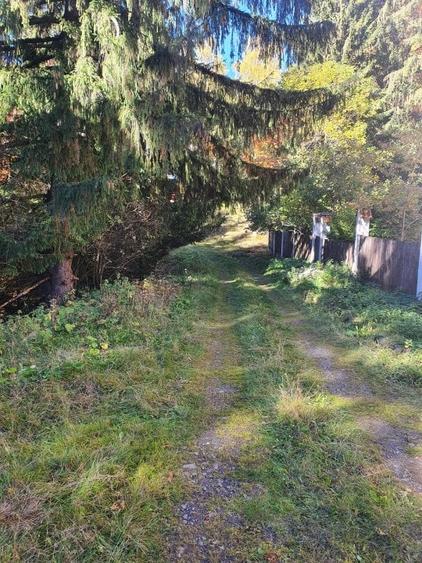 Teren Construcții intravilan de 2000 mp, în Poiana Brașov - 3