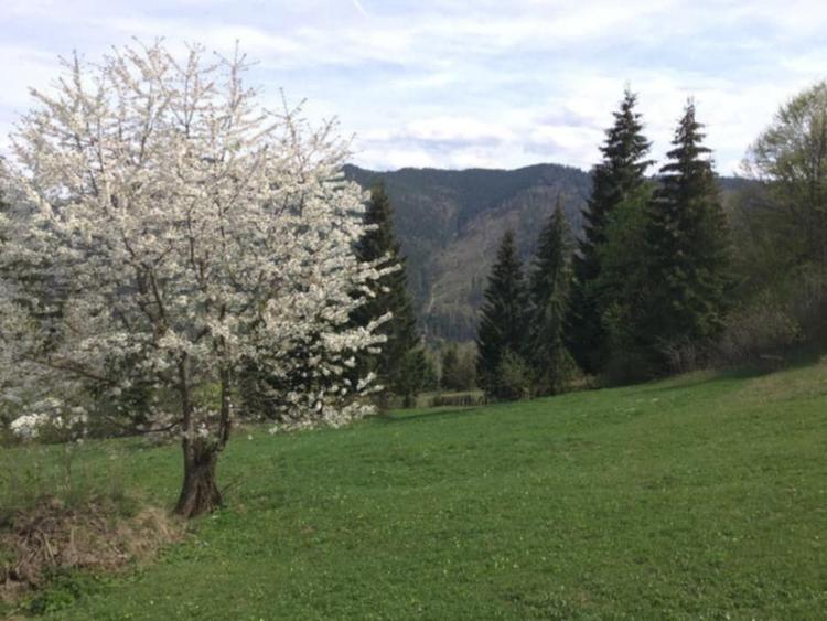 Casa/gospodarie + teren 5.7 ha intravilan Brodina, jud. Suceava - 5