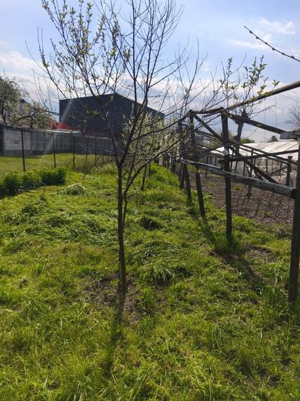 Vanzare Casa batraneasca Colibasi jud Giurgiu - 6