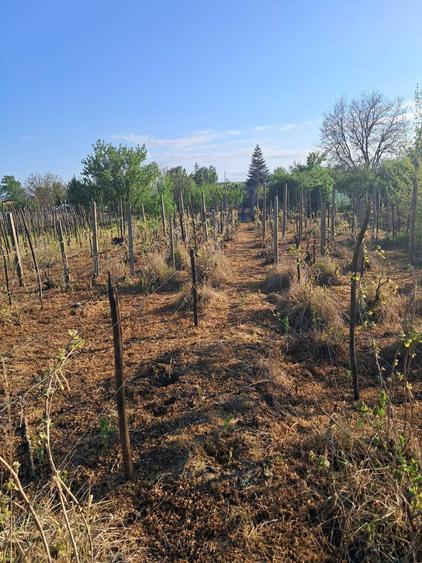 Casa vanzare Cocorasti, comuna Plesoiu, judetul Olt+ teren extraviln - 4