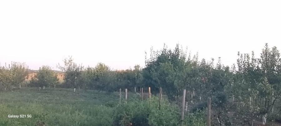 Vand casa in localitatea Micula - 4