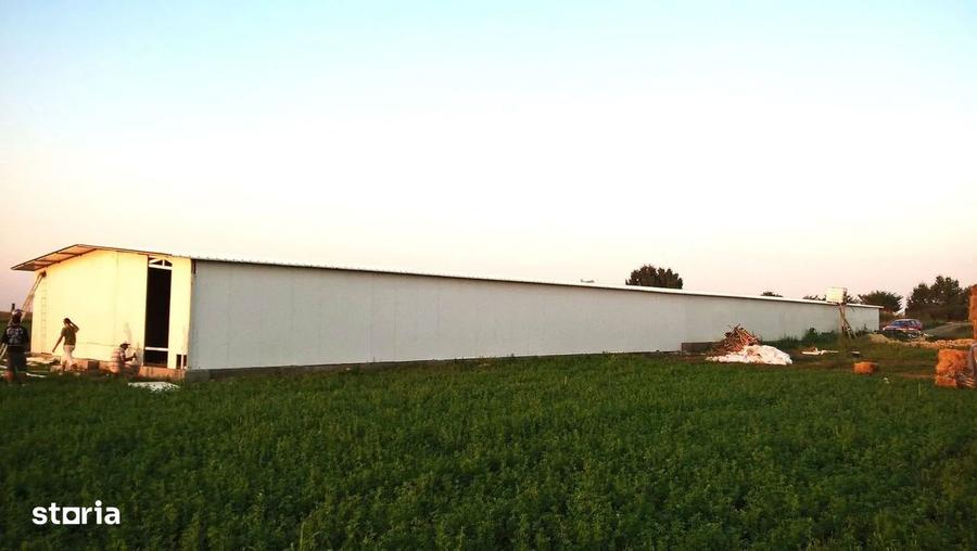 Ferma de gaini ouatoare in sistem free-range | 45.000 mp teren - 1