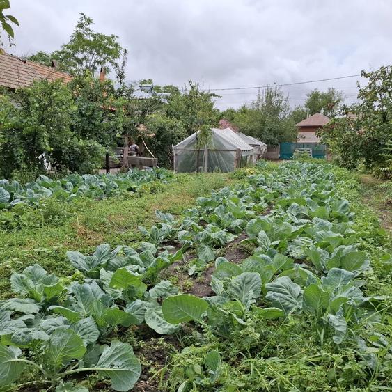 Vand Casa cu curte 851 mp 15 minute de Alexandria - 4