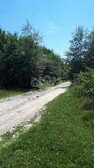 Vand teren si padure conifere in Albestii de Muscel. - 9