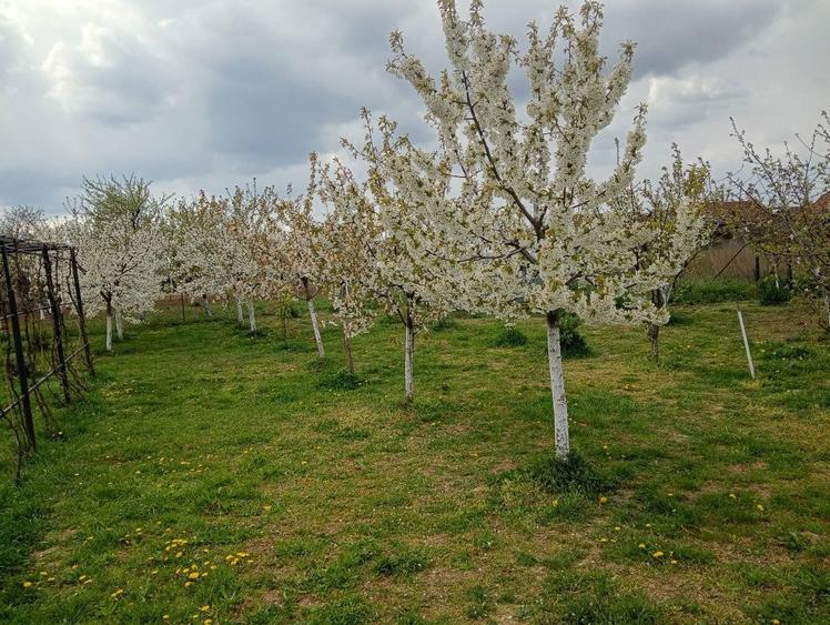 Vand casa la 18 km de Oradea - 5