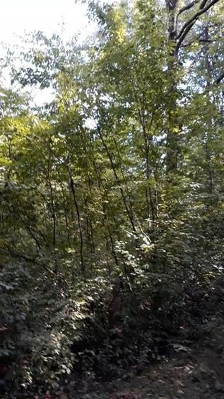 Teren agricol extravilan de 80000 mp, în Filipeștii de Pădure