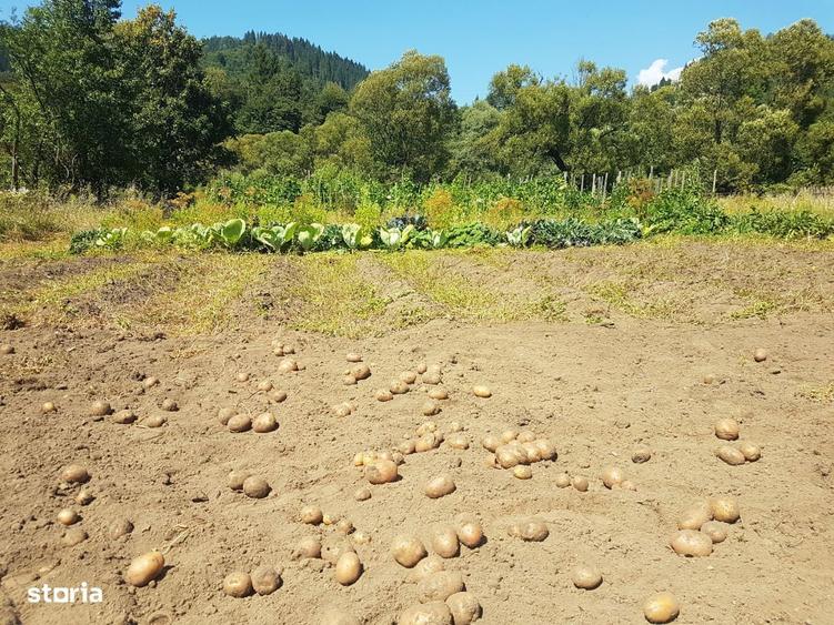 Casa batraneasca din barne cu teren la Mures - 4