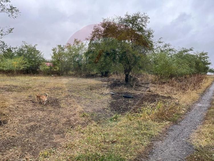 Teren intravilan 1700 mp, de vanzare, A2,  Sarulesti, Polcesti - 6