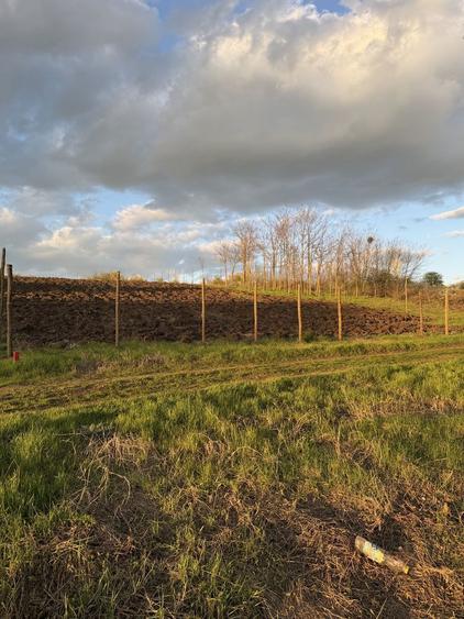 Teren de vanzare Walter Maracineanu Comuna Iepuresti judet Giurgiu - 2