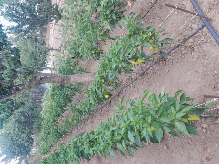 Vind Casa Novaci - 9