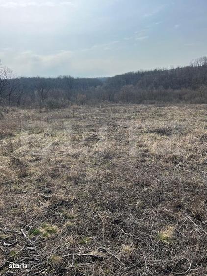 Teren intravilan de vanzare, 9783 mp, Paleu zona Iacului - 3