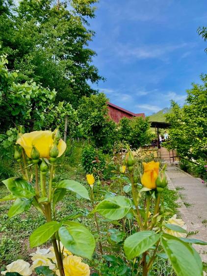 Teren intravilan 5660 mp - 3