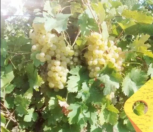 Ofer Teren Viticol in arenda in Buzau - 1