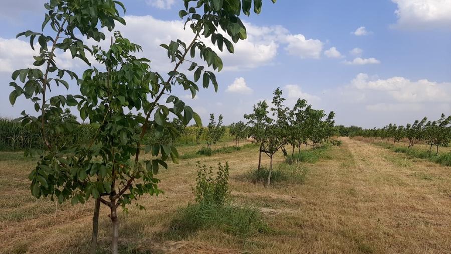 Livadă de nuc: Afacere agricolă cu potențial ridicat – 74,9 ha irigate - 10