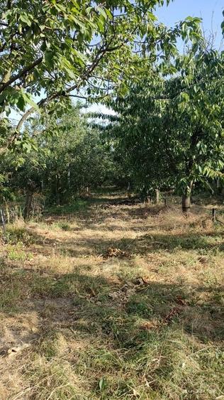 Livada 600pomi de 12 ani,cu casa 2camere,baie ,bucatarie,10000mp - 2