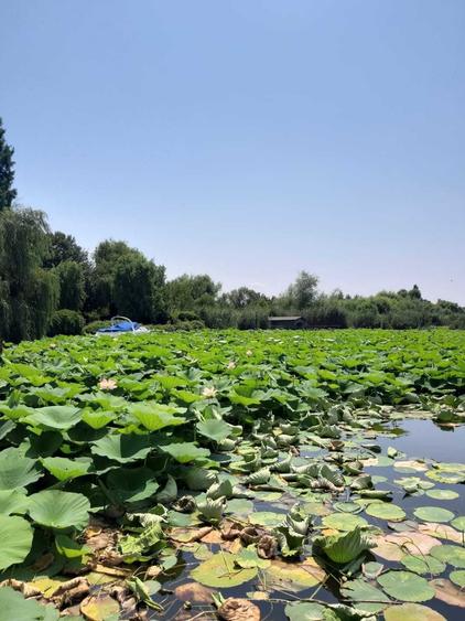 Vila Snagov Sat 5 dormitoare -600 mp teren gradina amenajata-COMISIN 0 - 4