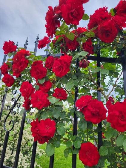 Reședință de colecție pe malul lacului/ Arhitectură neoromânească 2051 mp, teren - 7