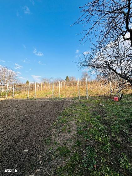 Casa saseasca cu teren 2000 mp dublu acces Hamba - 7