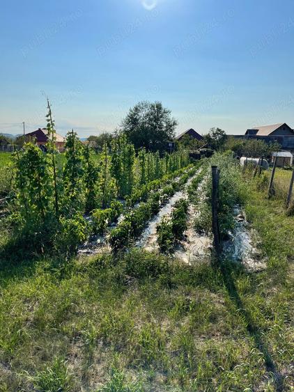 Casa cu gradina de vanzare la Sintereag - 2