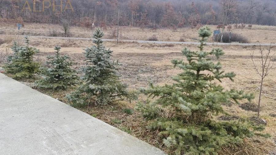 AFACERE LA CHEIE HALA PRODUCTIE + SERA PROFESIONALA - 4