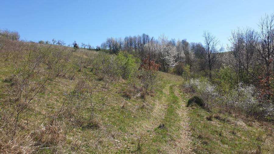 Teren cu panoramă fabuloasă, 10.059 mp, Roșia. 19.000 EUR. Comision 0 - 3