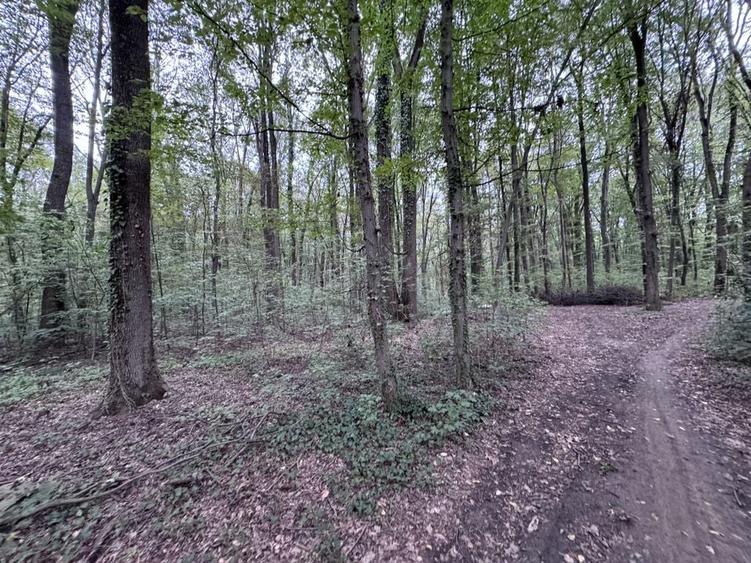 46644 mp teren in Padurea Baneasa proiect exclusivist - 5