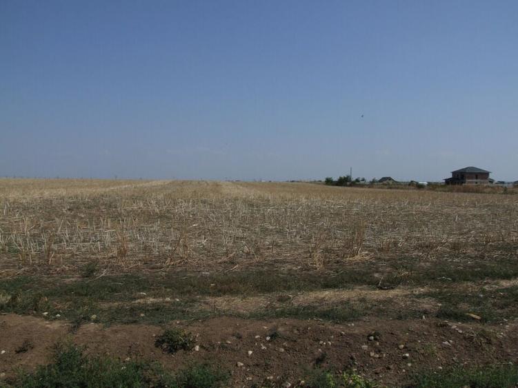 Domnesti-Ciocarliei(Afinului-Fragilor). - 9