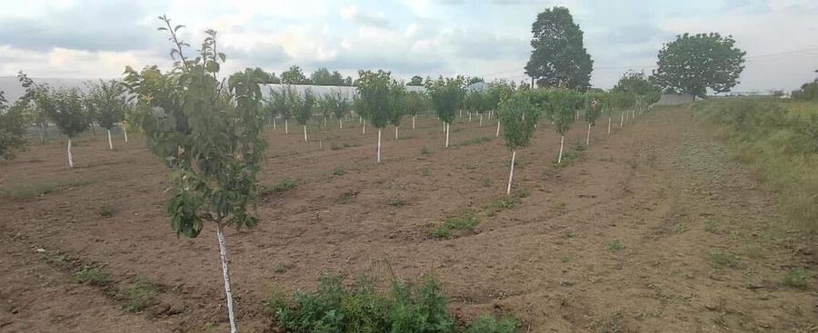 Casa 5 camere cu livada 2200 mp- Varasti - 7