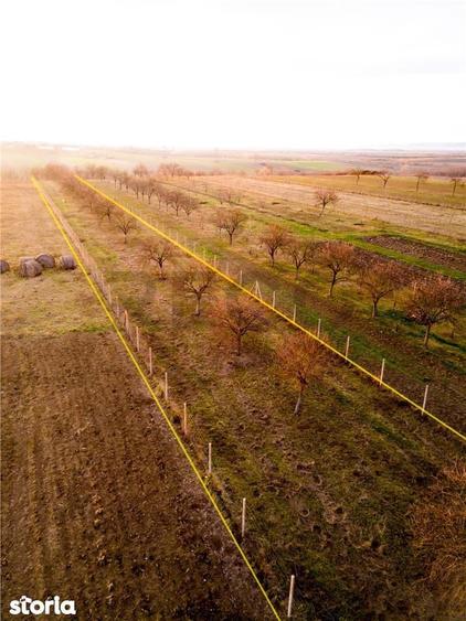 RECO Teren intravilan pentru loc de casa 5342 mp- sat.Hotar - 7