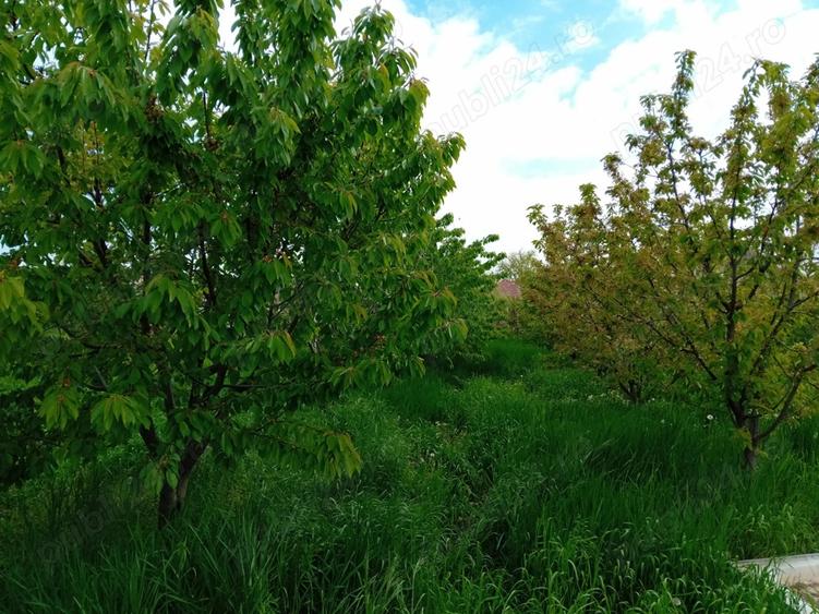 Casa Teremia Mare SI plantatie - 1