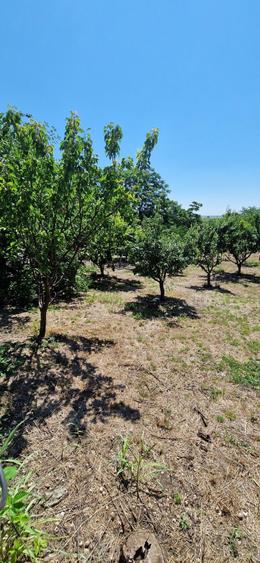 Vand/schimb teren intravilan in gradistea - 1